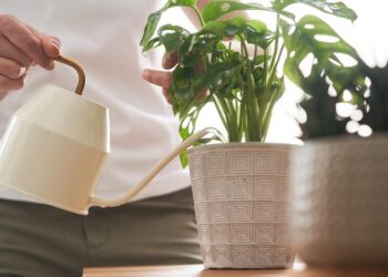 ağıllı sensorlar bitkilərə baxımı