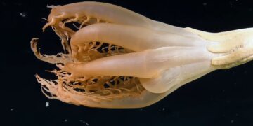 Solumbellula sea pen