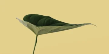 Günəş yarpağı