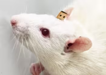 siçovul süni intellekt