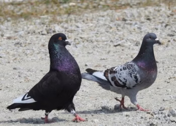 Göyərçinlər
